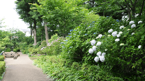神奈川　一人になれる場所　南希の森緑地