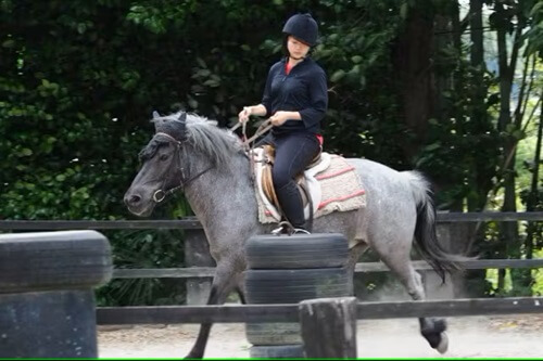 福岡　乗馬体験　ひとり　乗馬クラブピント