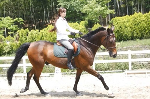 大阪　平日休み　行くところ　服部緑地乗馬センター