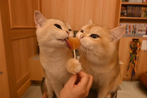 大阪　平日休み　行くところ　猫カフェモカ 梅田店