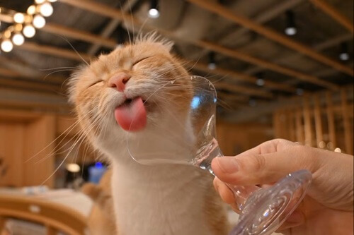 大阪　平日休み　行くところ　猫カフェモカ 梅田店